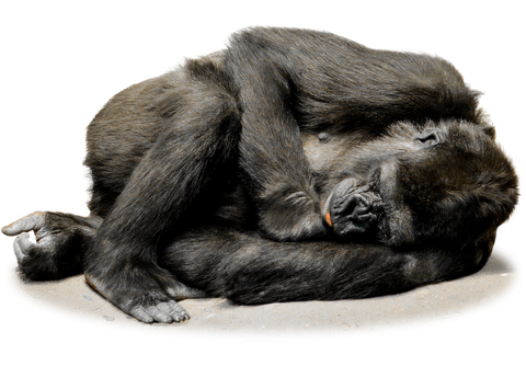 Gorilla Png File (black)