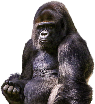 Gorilla Png Image (black)