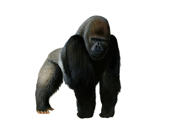 Gorilla Png Photos (black)