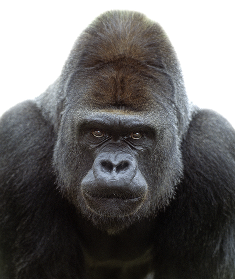 Gorilla Png Transparent Image (black)