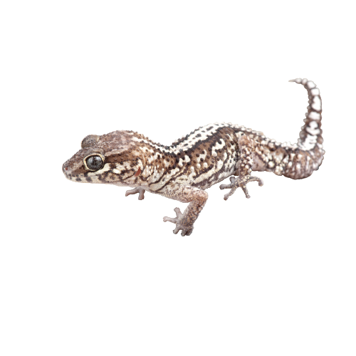 Worm Lizards Png Hd (indigo, black, white)