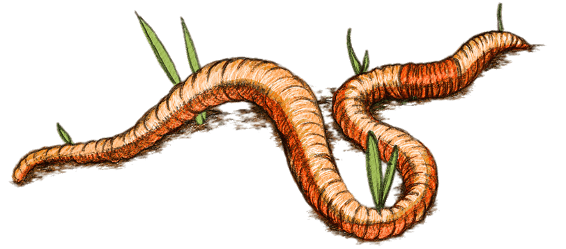 Worm Lizards Png Image (gray)