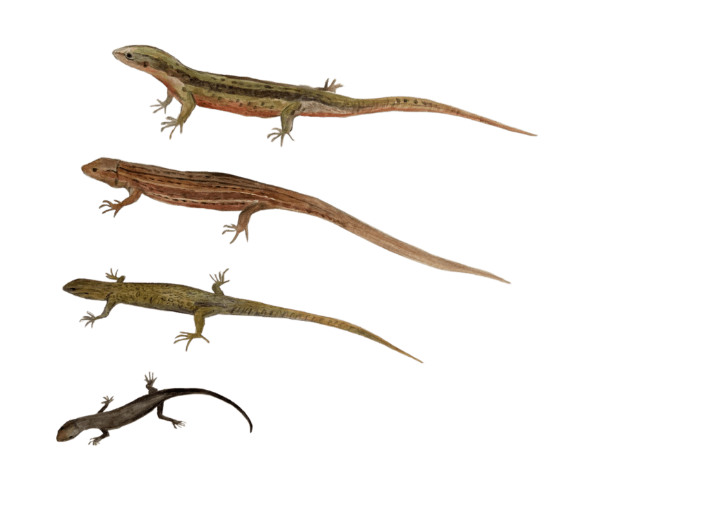 Worm Lizards Png Transparent (gray)