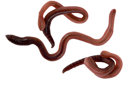 Worms Png Image (black)