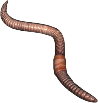 Worms Png Photos 1 (black)