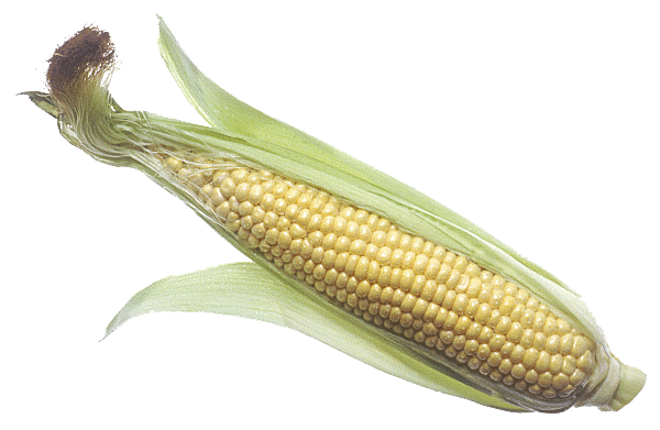 Corn Cob Png Image (white)