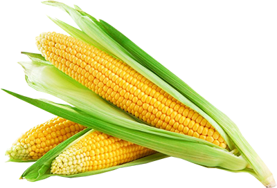 Corn Cob Png (beige, white, mint)