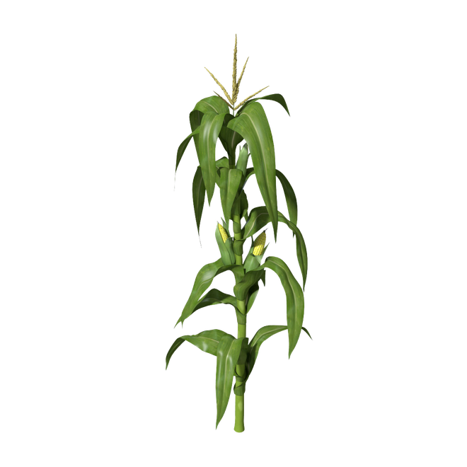 Corn Plant Png Clipart (black)