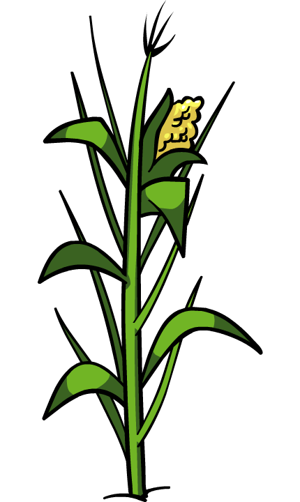 Corn Plant Png File (olive, white, green)