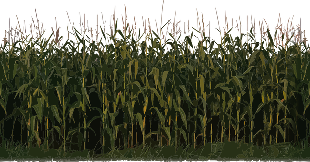 Corn Plant Png Image (black)