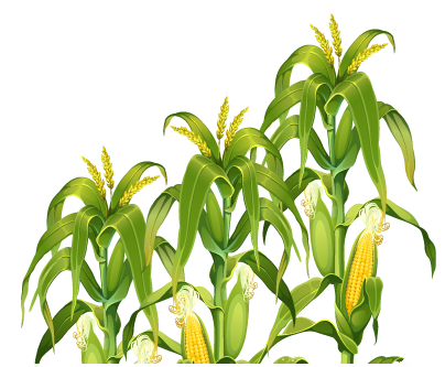 Corn Plant Png Transparent Image (lavender, gray, black, white, silver)