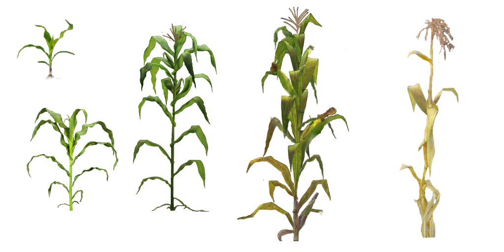 Corn Plant (black)