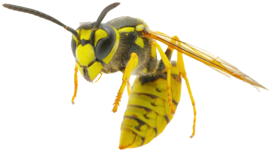 Hornet Insect Png Hd (black)