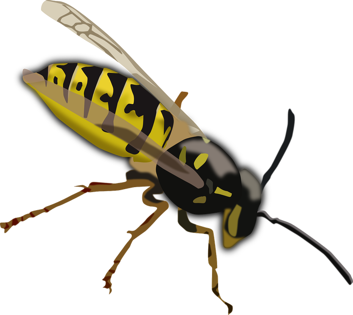 Hornet Insect Png Isolated File (gray, black)