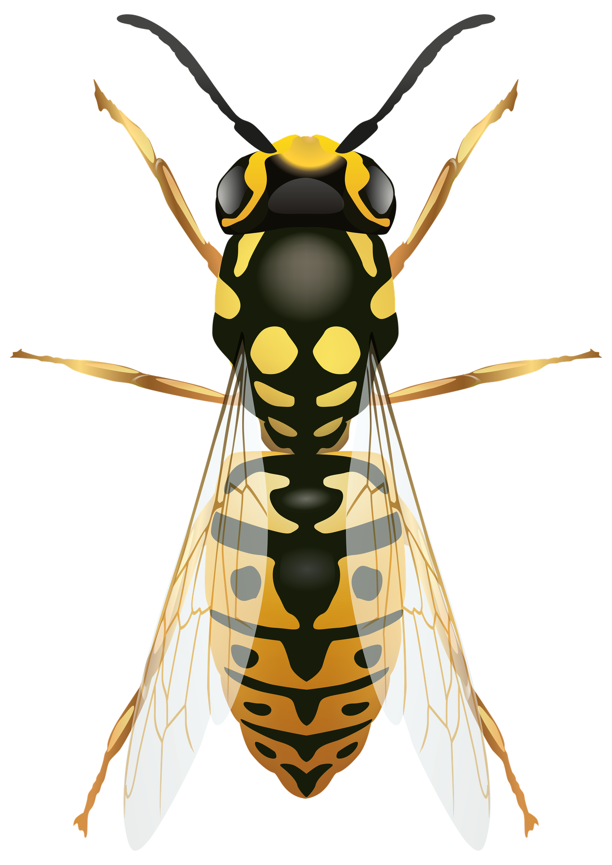 Hornet Insect Png Isolated Hd (black)