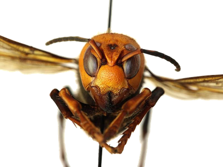 Hornet Insect Png Photo (black)