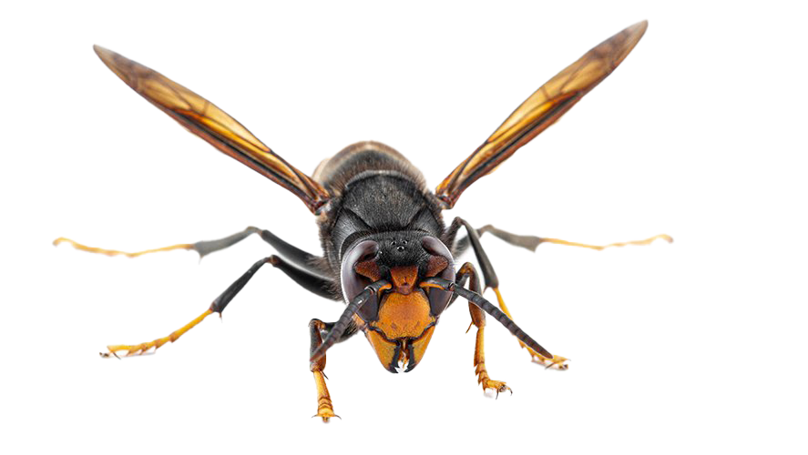 Hornet Insect Png Pic (white, beige)