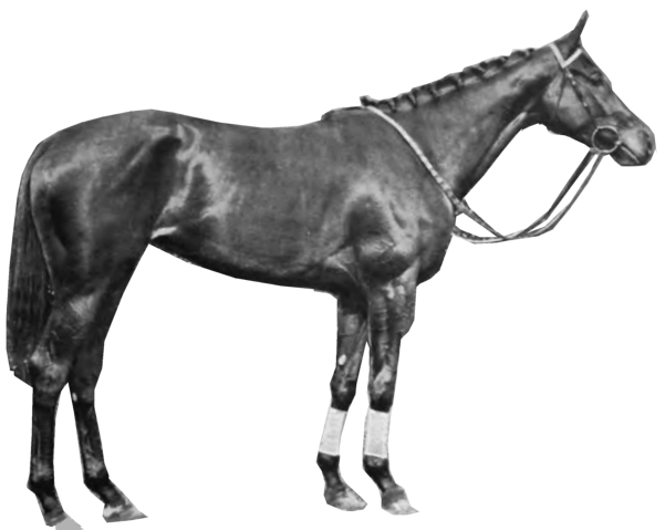 Horse Transparent Background (gray, black)