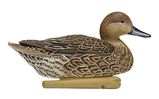 Northern Pintail Png File (gray, black)