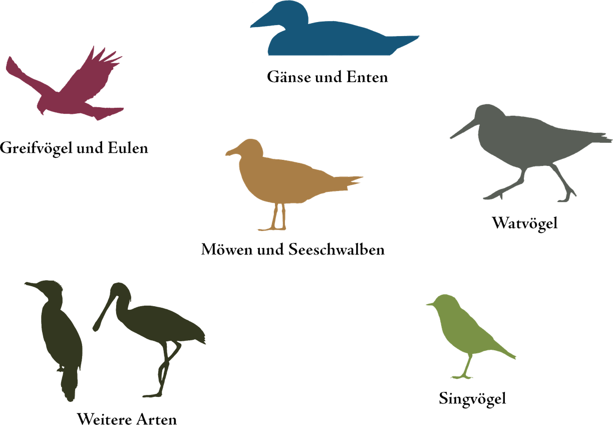 Northern Pintail Png Free Download (gray, chocolate, black, teal, purple)