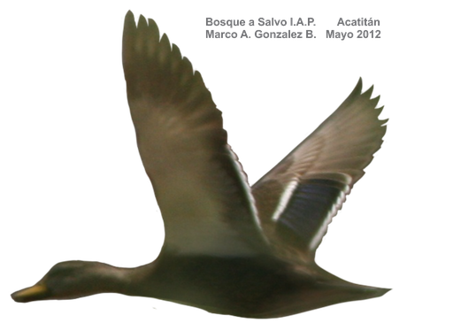 Northern Pintail Png Hd (black)