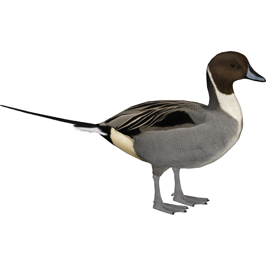 Northern Pintail Png Pic (white, gray, black)