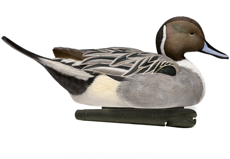 Northern Pintail Transparent Background (indigo, gray, black)