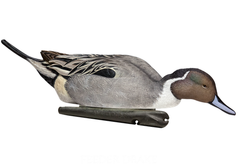 Northern Pintail Transparent Png (silver, black)