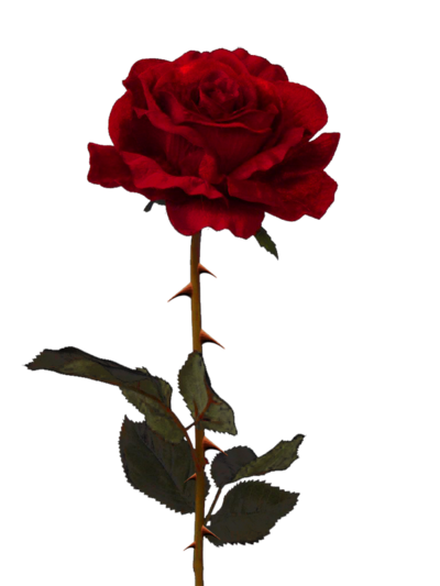 Rose Free Png Image (black, maroon)