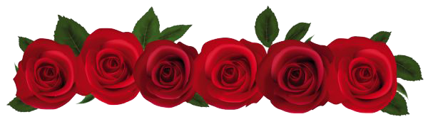 Rose Png Image (maroon, white)