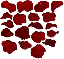 Rose Petals Transparent Png (black, maroon)