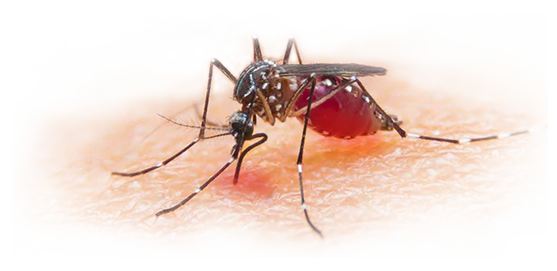 Mosquito Download Png Image (white, pink)