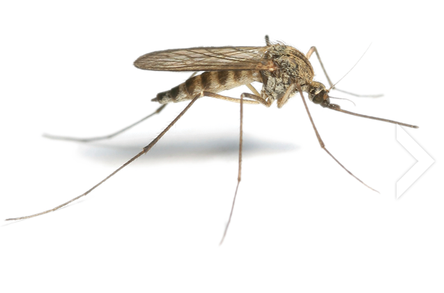 Mosquito Png Hd (white)