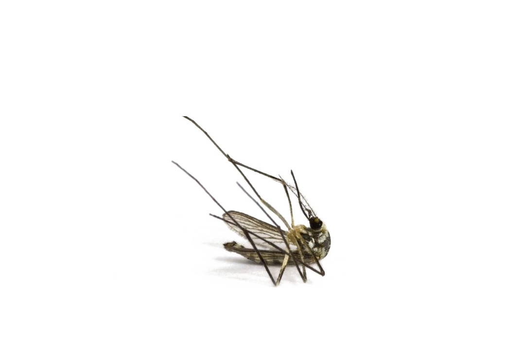 Mosquito Png Image (white, lavender, beige)