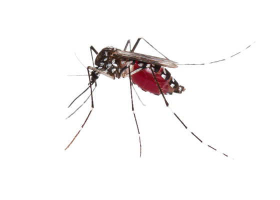 Mosquito Png Photos (white)