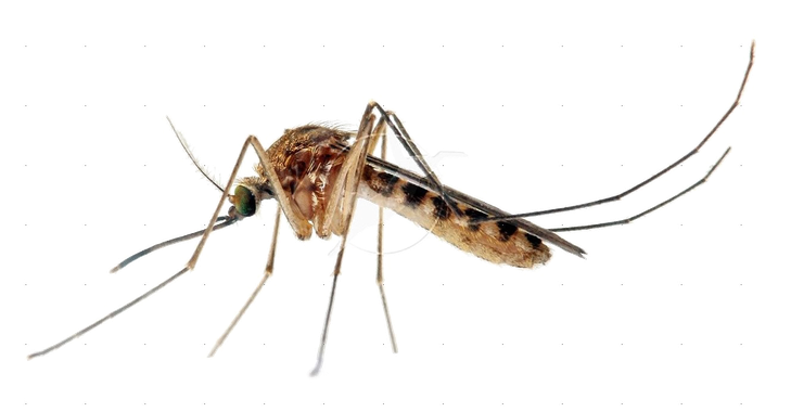 Mosquito Transparent Images Png (black)