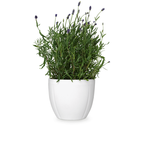 Pot Png Pic (lavender, white)