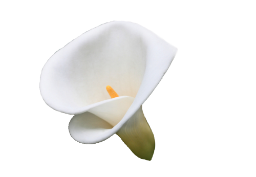 Botanical Calla Lily Png Clipart (white, lavender)