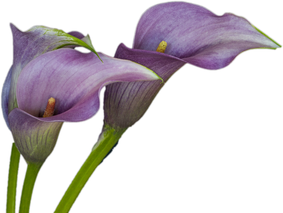 Botanical Calla Lily Png Image (black, olive)