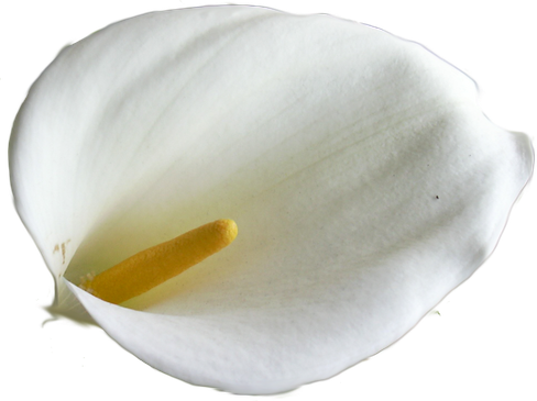 Botanical Calla Lily Png Photos (lavender, black)