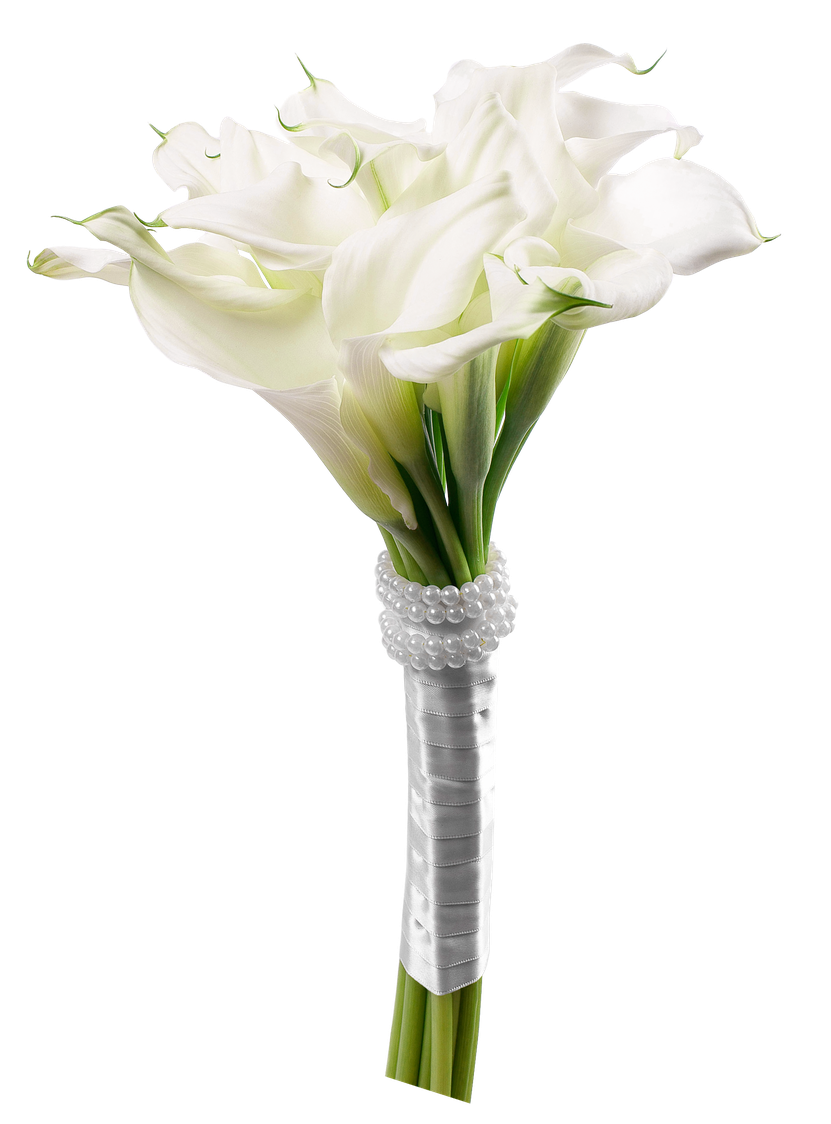 Botanical Calla Lily Png Transparent Image (beige, black)