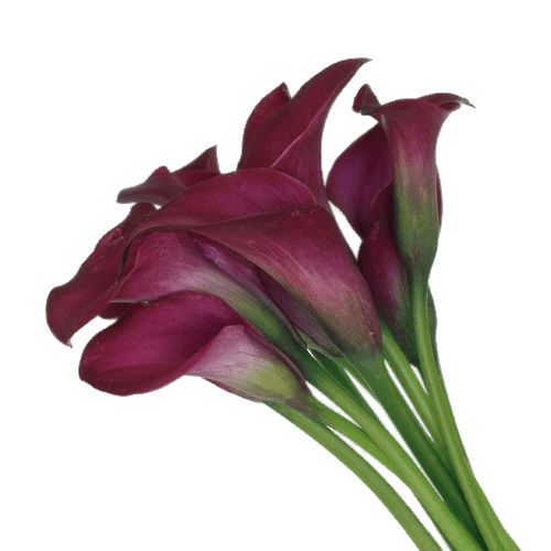 Botany Calla Lily Png Image (gray)