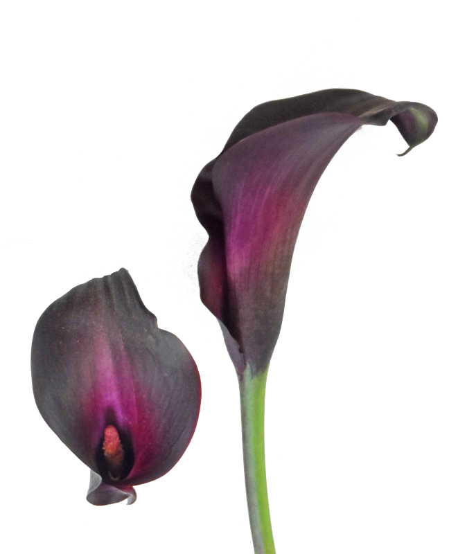 Botany Calla Lily Png Transparent Image (black)