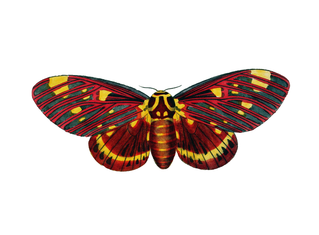 Moth Butterfly Png Clipart (black, maroon)