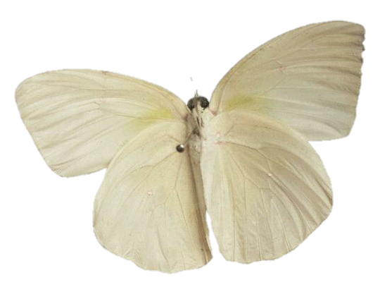 Moth Butterfly Png Cutout (beige, black, silver)