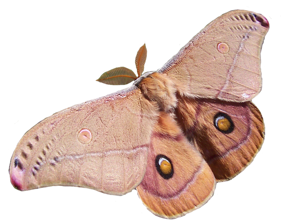 Moth Butterfly Png File (black)