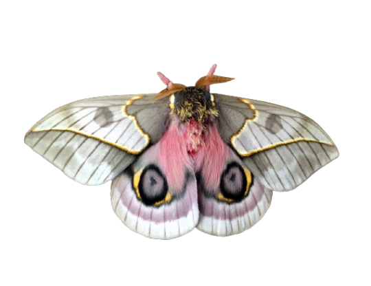 Moth Butterfly Png Image Hd (black, silver)