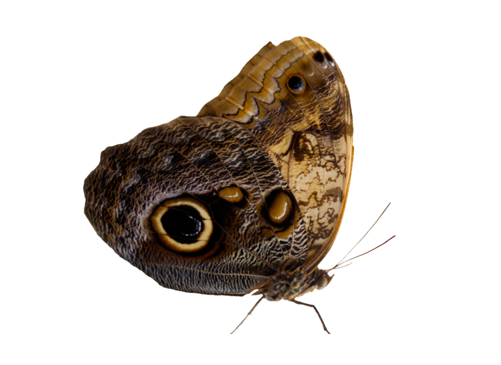 Moth Butterfly Png Images (black)