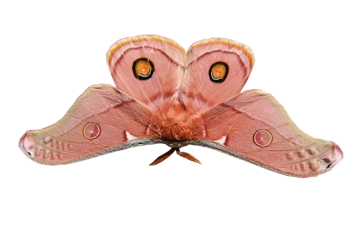 Moth Butterfly Png Photo (black, salmon, gray)