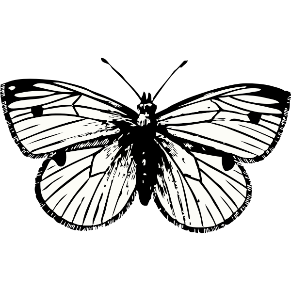 Moth Butterfly Png Photos (black, white)